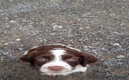English Springer Spaniel dogs for sale: Bernie - Image 3