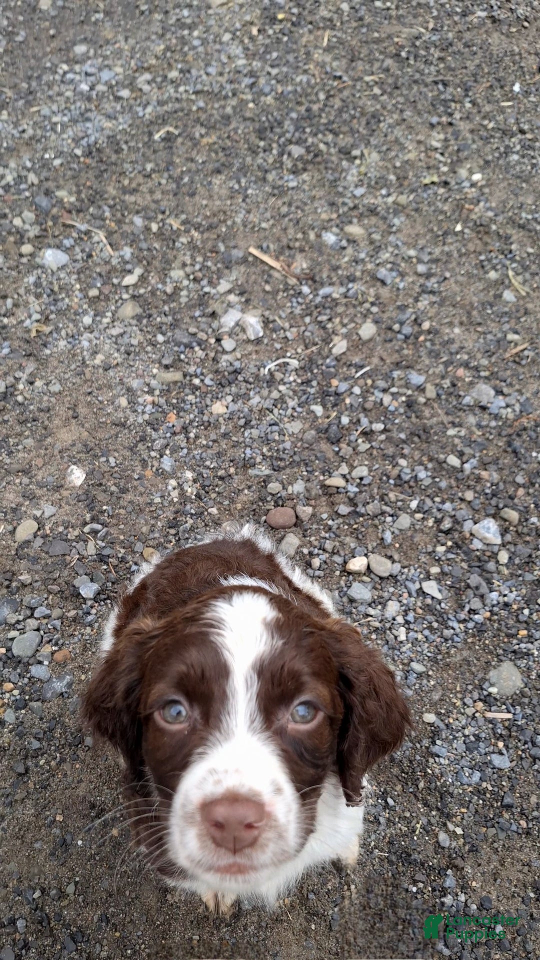 English Springer Spaniel dogs for sale: Bernie - Image 3