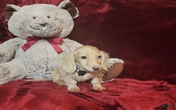 Miniature Dachshund dogs for sale: Butterbean - Image 9