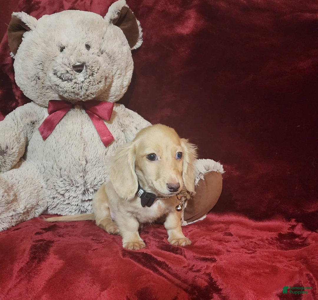 Miniature Dachshund dogs for sale: Butterbean - Image 9
