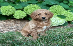 Mini Goldendoodle dogs for sale: Biscuit - Image 5