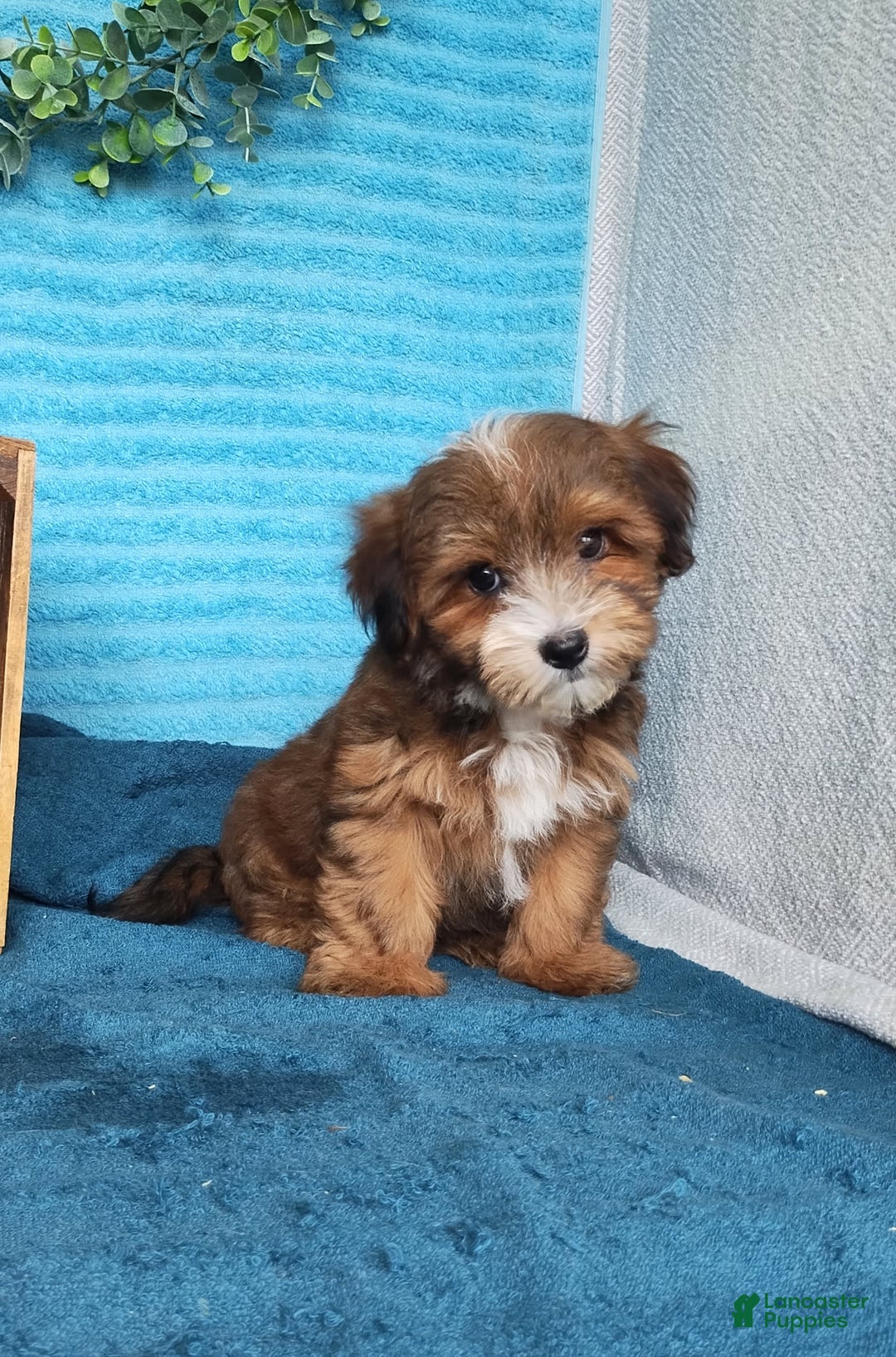 Havanese dogs for sale: Shadow - Image 3