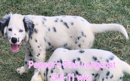 Dalmatian dogs for sale: Peppers Pink Girl - Image 3
