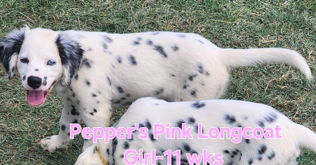 Dalmatian dogs for sale: Peppers Pink Girl - Image 3