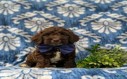Cockapoo dogs for sale: Mason - Image 5