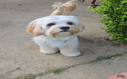 Cavapoo dogs for sale: Male 4 White With Tan - Image 8