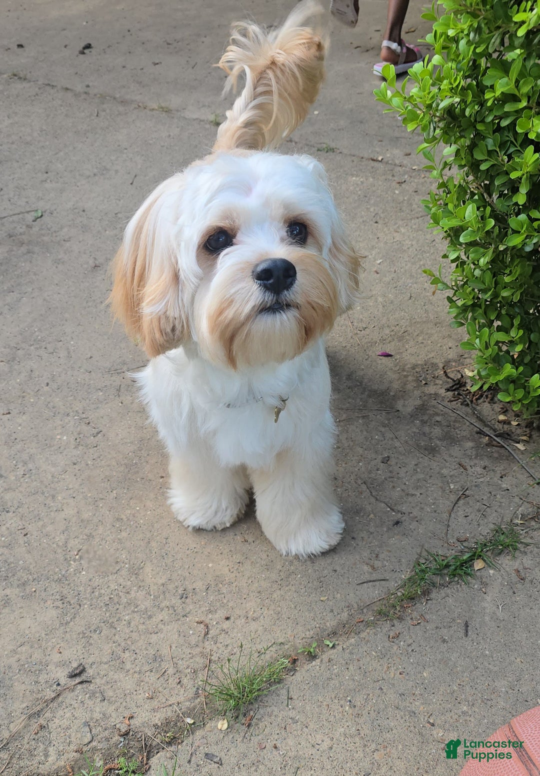Cavapoo dogs for sale: Male 4 White With Tan - Image 8