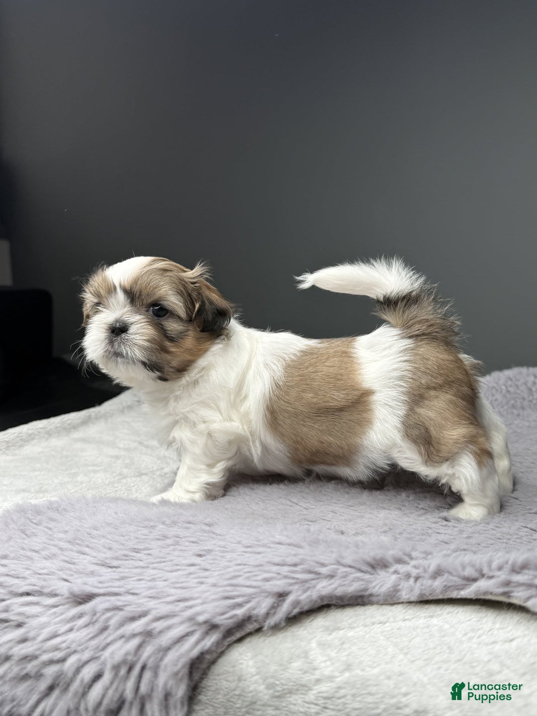 Shih Tzu dogs for sale: Bella - Image 1