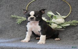Boston Terrier dogs for sale: Zane - Image 4