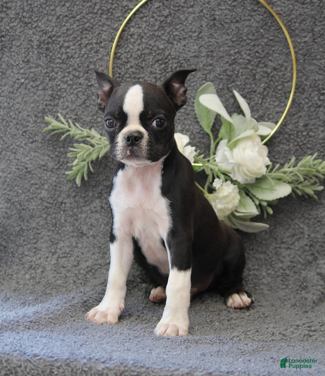 Boston Terrier dogs for sale: Zane - Image 4