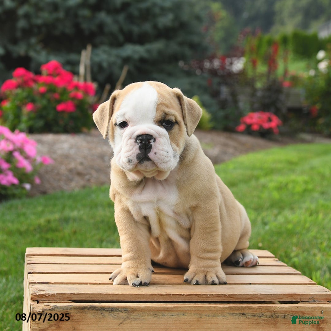 English Bulldog dogs for sale: Clover - Image 4