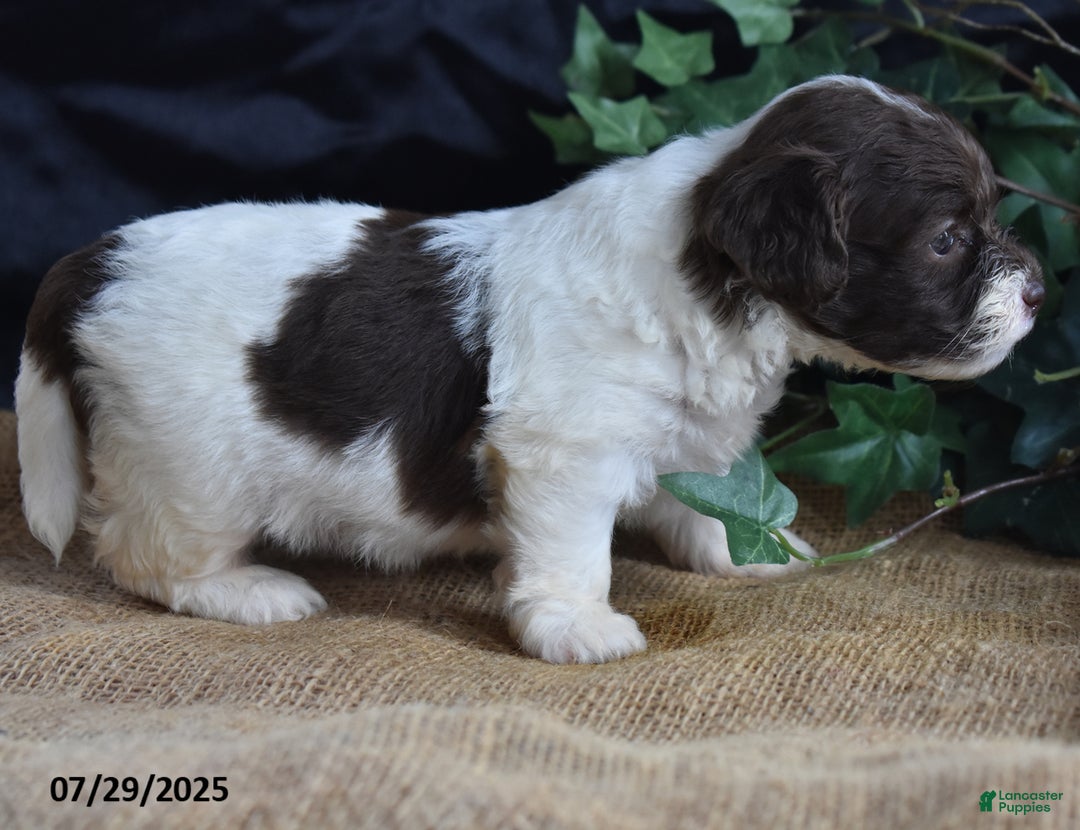 Cavapoo dogs for sale: Addilynn - Image 2