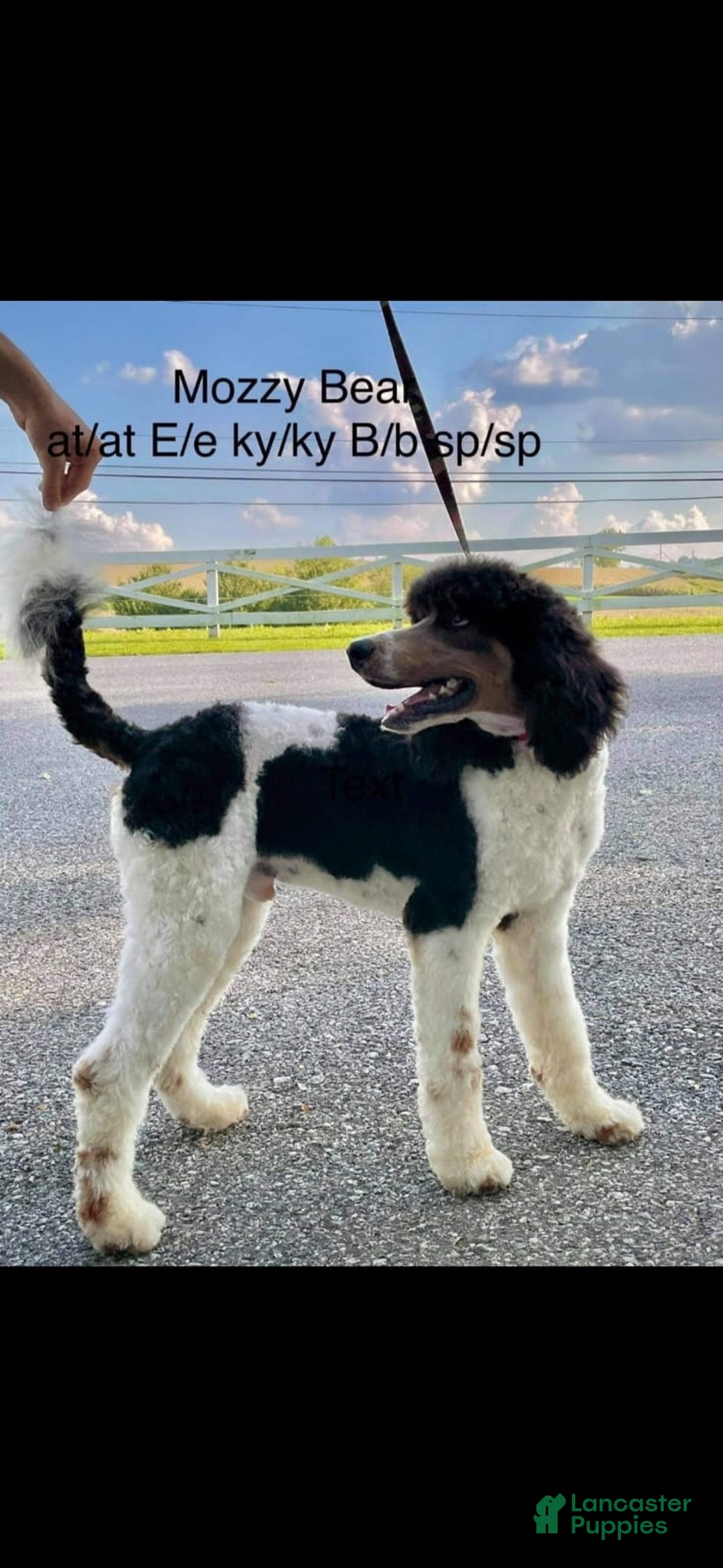 Bernedoodle dogs for sale: Chloe - Image 3