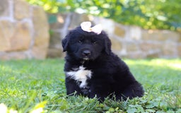 Newfoundland dogs for sale: Nala - Image 3
