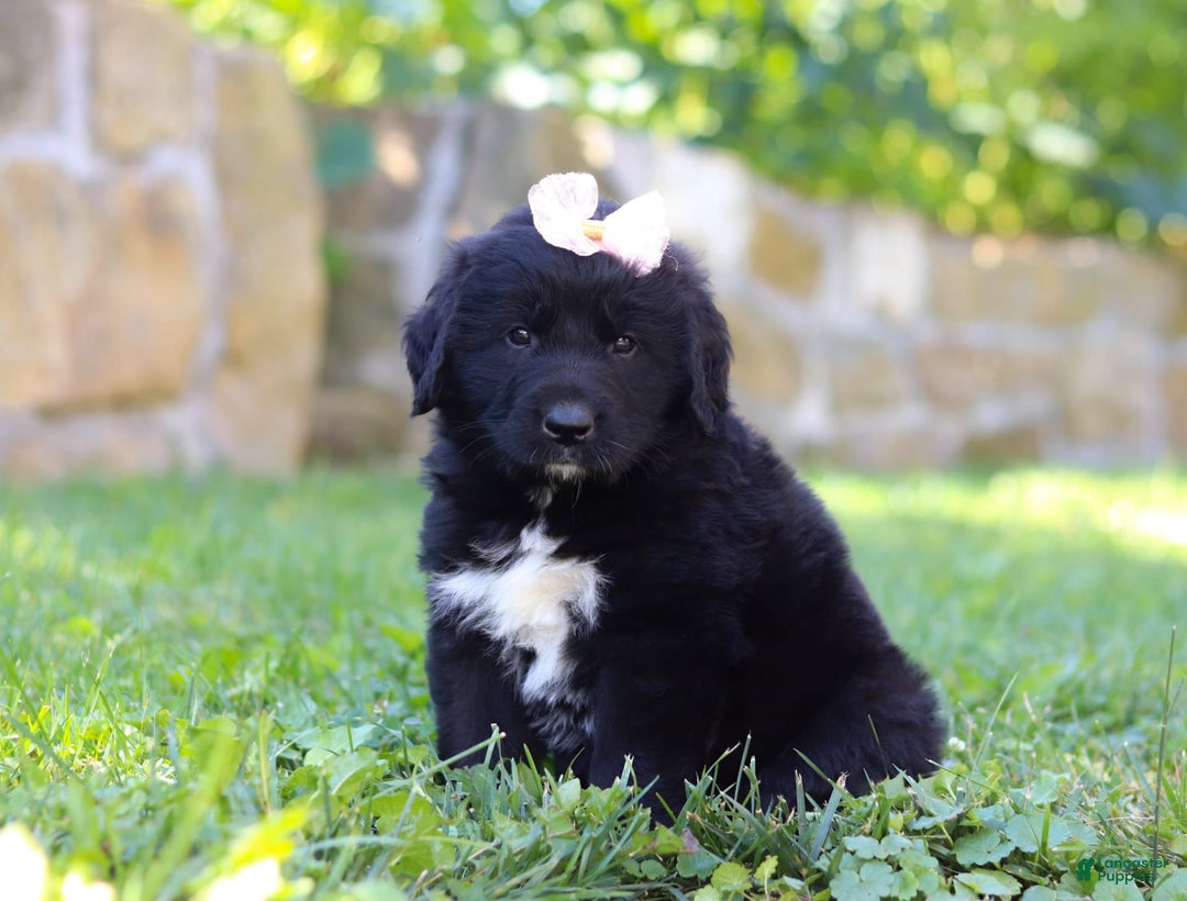 Newfoundland dogs for sale: Nala - Image 3