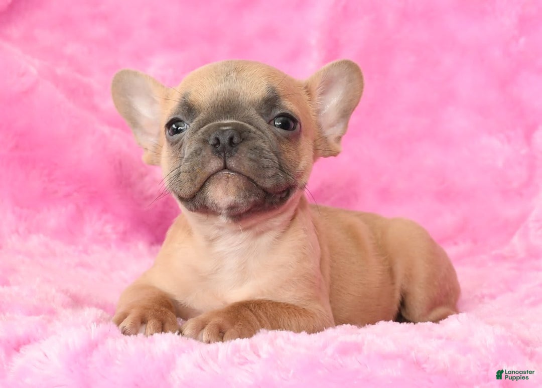 French Bulldog dogs for sale: Blake - Image 9
