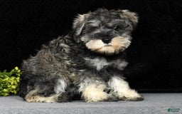 Miniature Schnauzer dogs for sale: Rosemary - Image 3