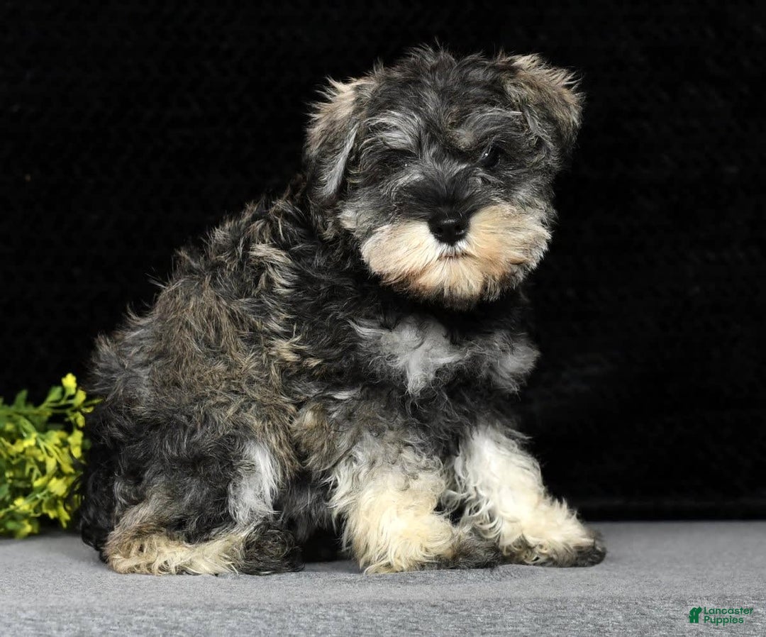 Miniature Schnauzer dogs for sale: Rosemary - Image 3