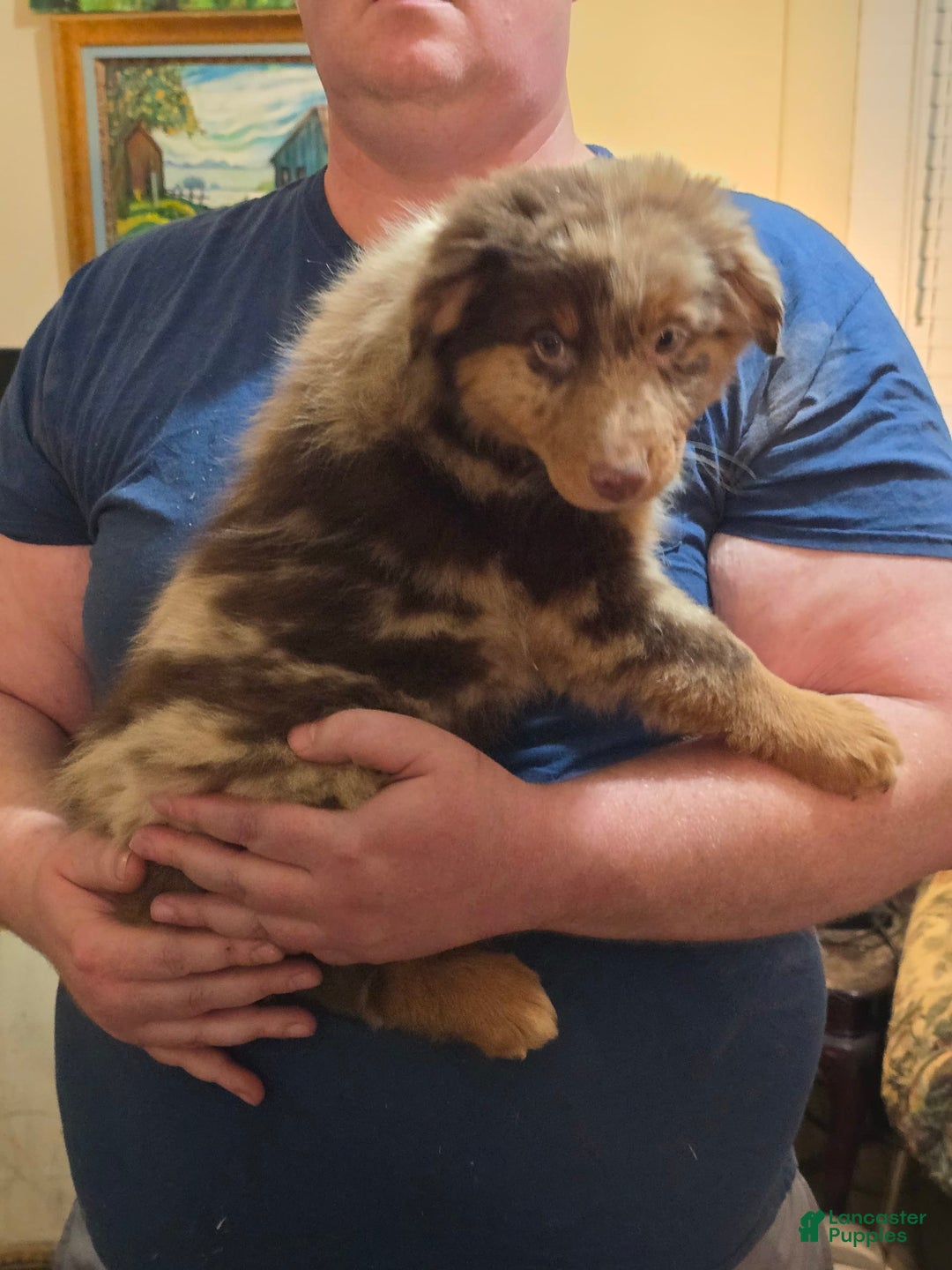 Australian Shepherd dogs for sale: Teddi - Image 8