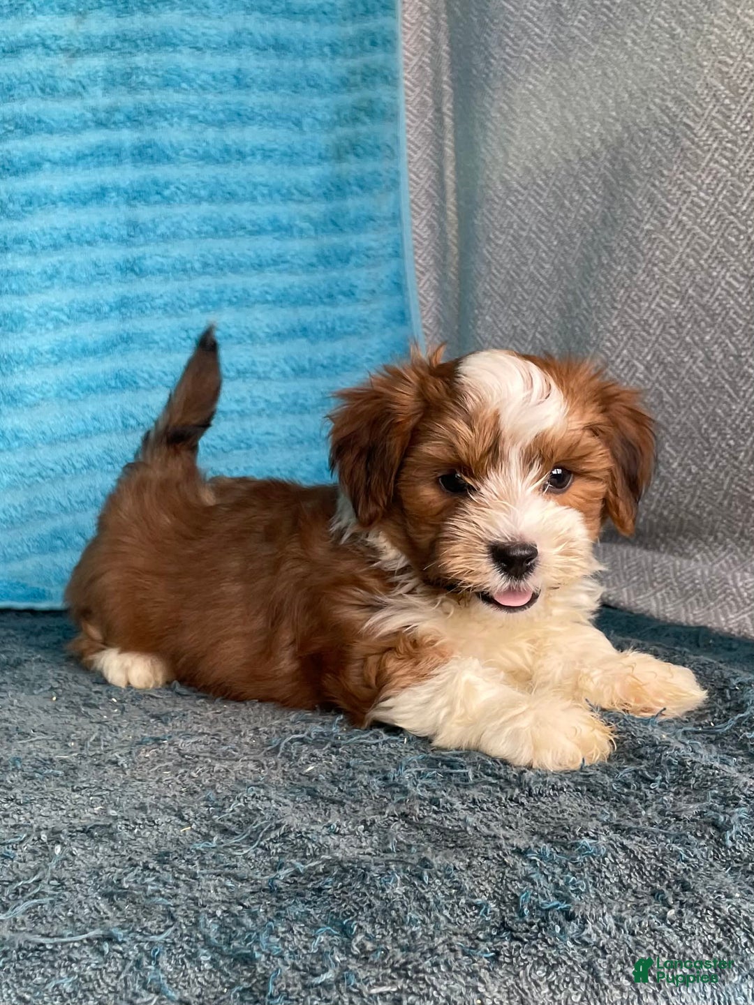 Havanese dogs for sale: Blake - Image 5