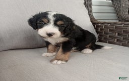Bernedoodle dogs for sale: Annabelle - Image 8