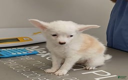 Chinese Crested dogs for sale: Teddy - Image 3
