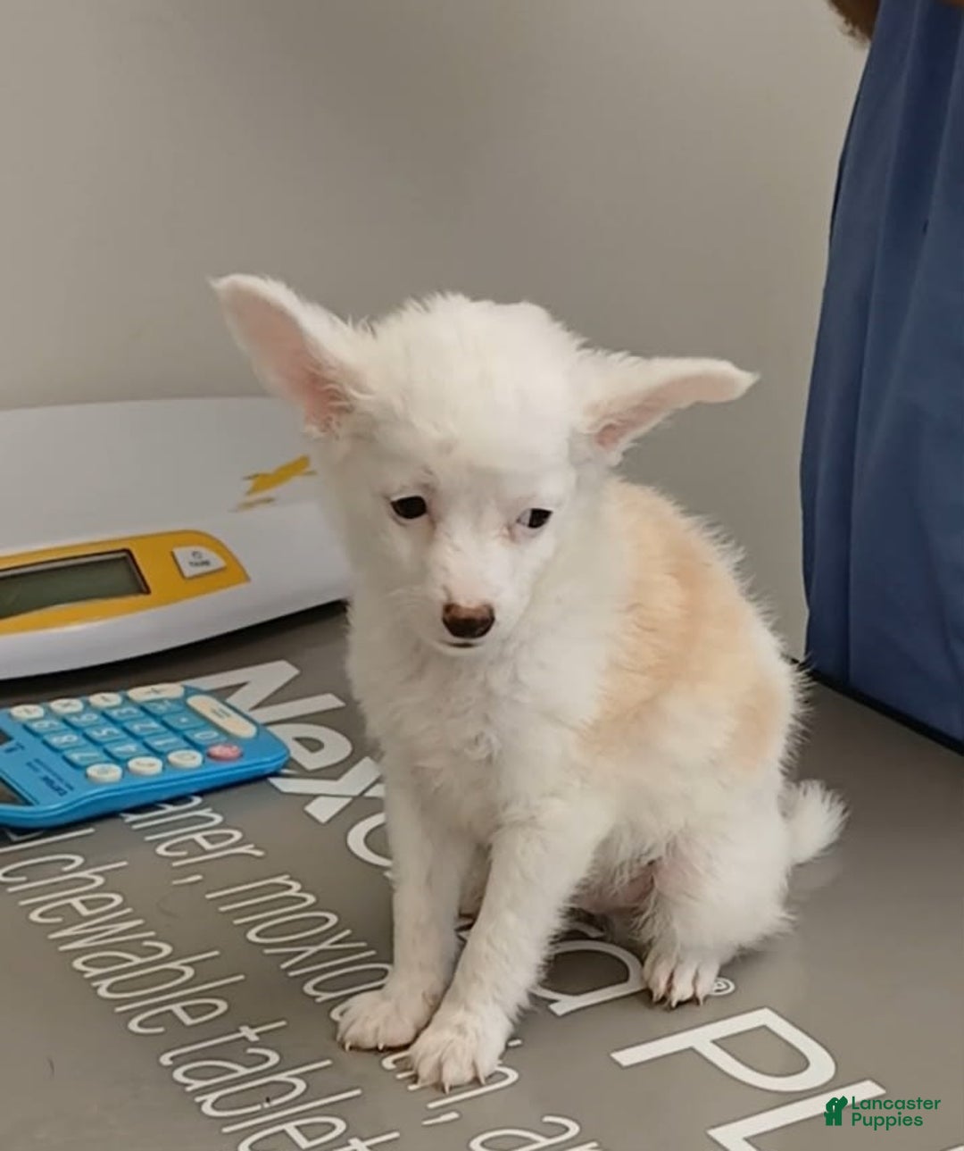 Chinese Crested dogs for sale: Teddy - Image 3