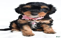 Cavapoo dogs for sale: Biff - Image 1