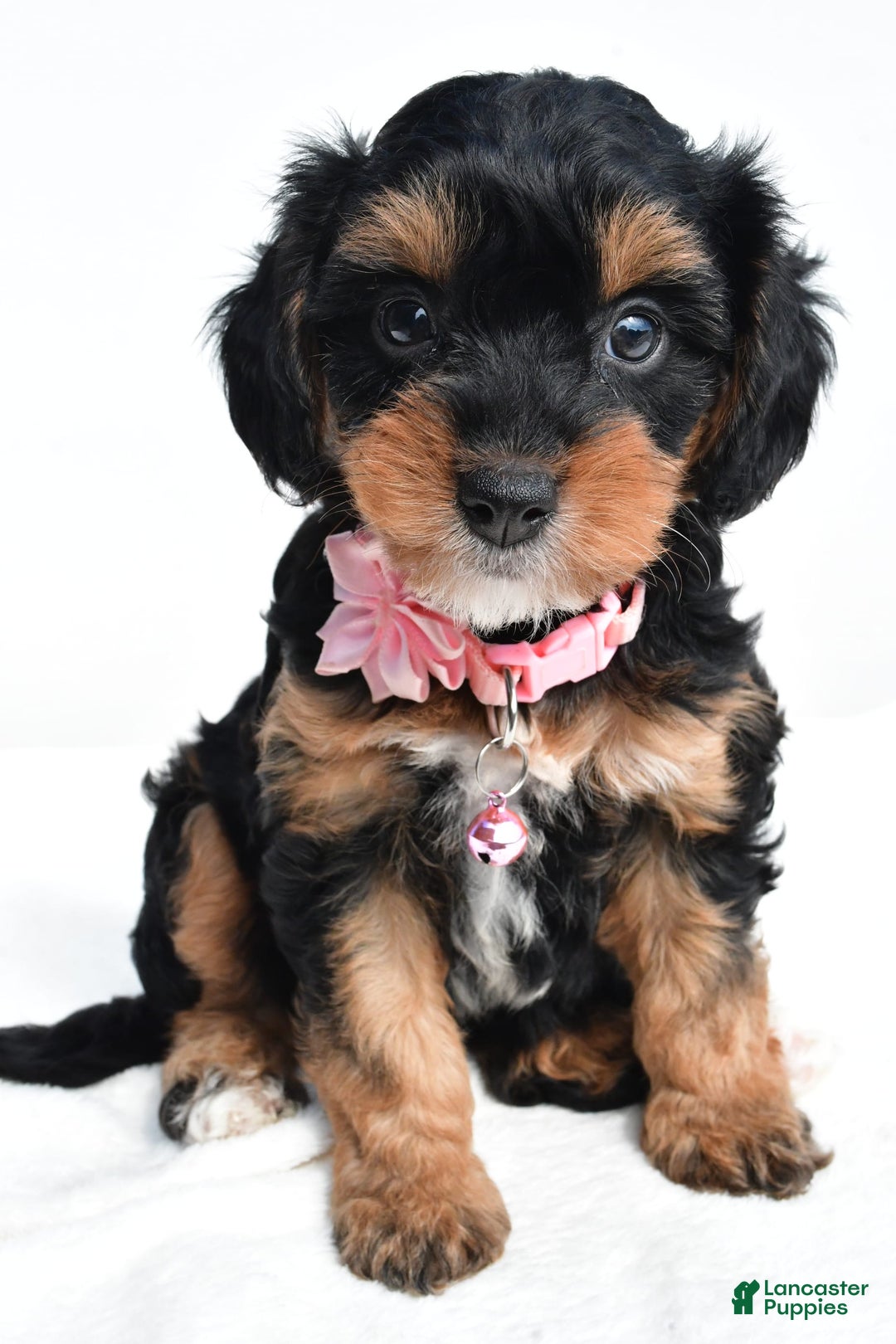Cavapoo dogs for sale: Biff - Image 1