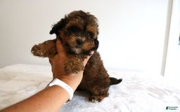 Shihpoo dogs for sale: Lady - Image 7
