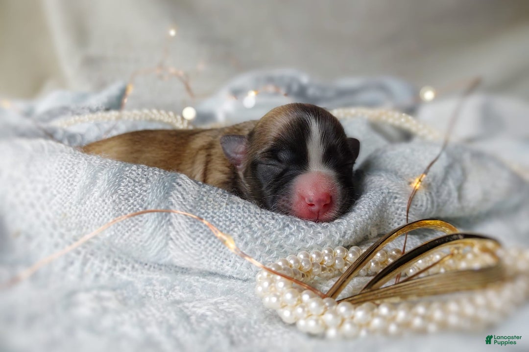 Morkie dogs for sale: Rare Sable Blaze - Image 2