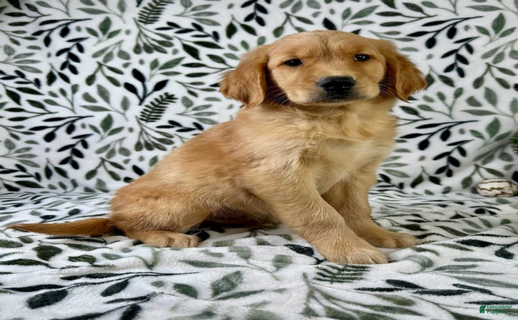 Golden Retriever dogs - Advert 29