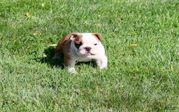 English Bulldog dogs for sale: Winston - Image 8