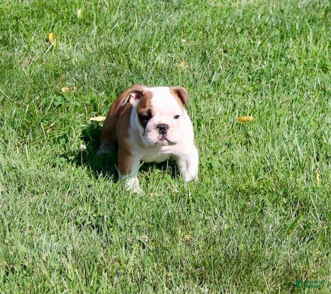 English Bulldog dogs for sale: Winston - Image 8