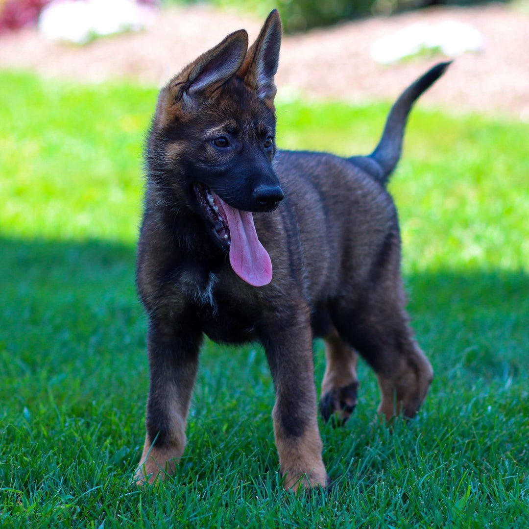 German Shepherd dogs for sale: Freya - Image 5