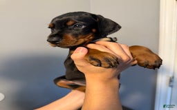 Doberman Pinscher dogs for sale: Brown - Image 6
