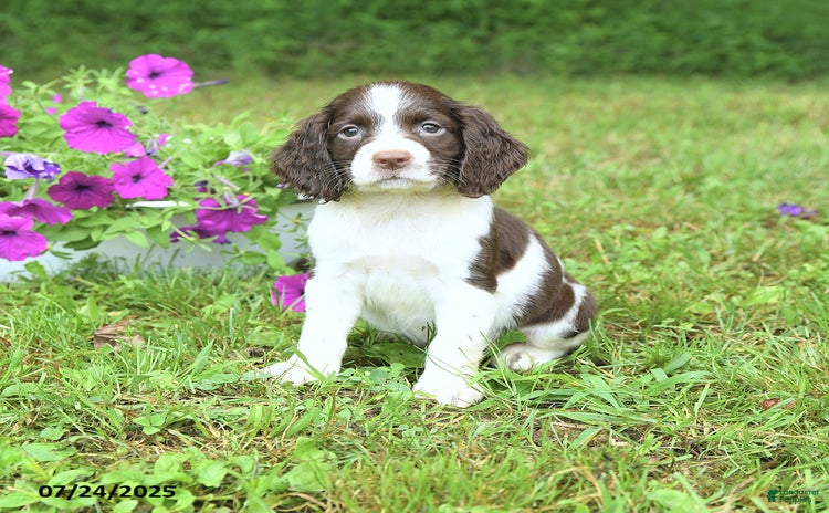 English Springer Spaniel dogs for sale - Ad 2