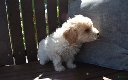 Toy Poodle dogs for sale: Edgar - Image 1