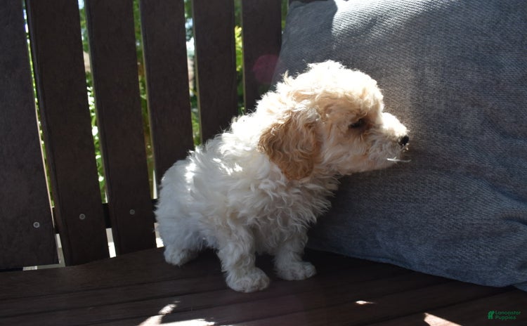 Toy Poodle dogs for sale - Ad 2