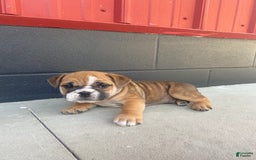 English Bulldog dogs for sale: Diesel - Image 5