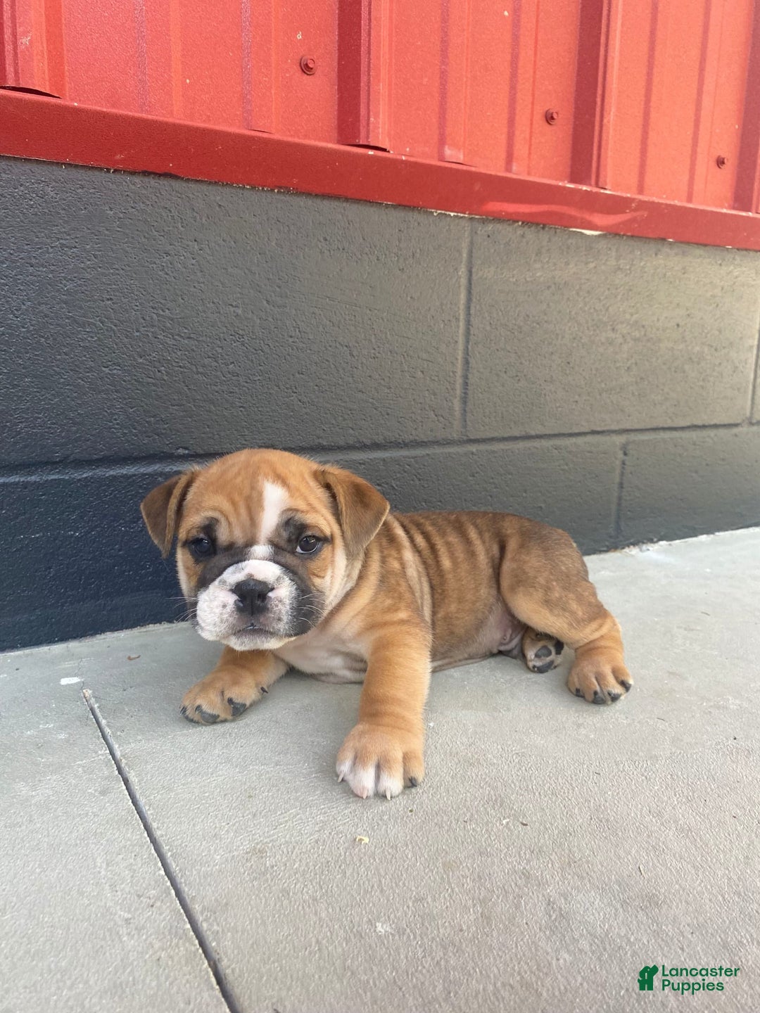 English Bulldog dogs for sale: Diesel - Image 5