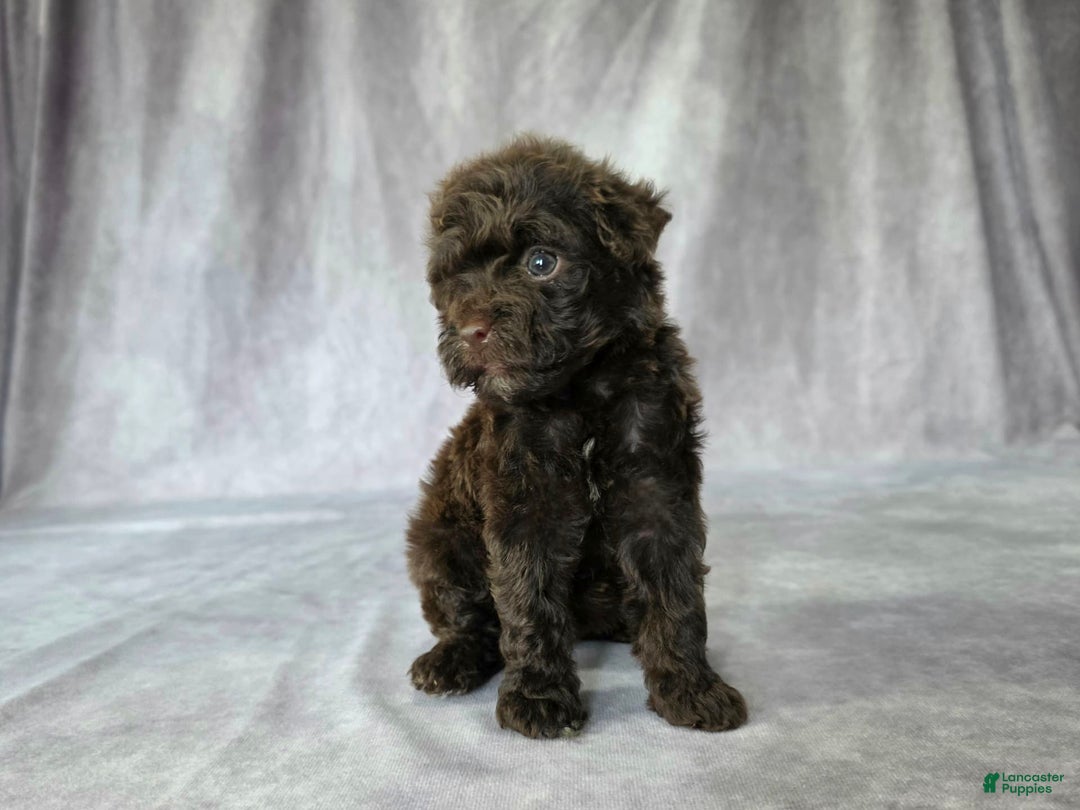 Toy Poodle dogs for sale: Uma - Image 8