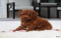 Toy Poodle dogs for sale: Elri - Image 4
