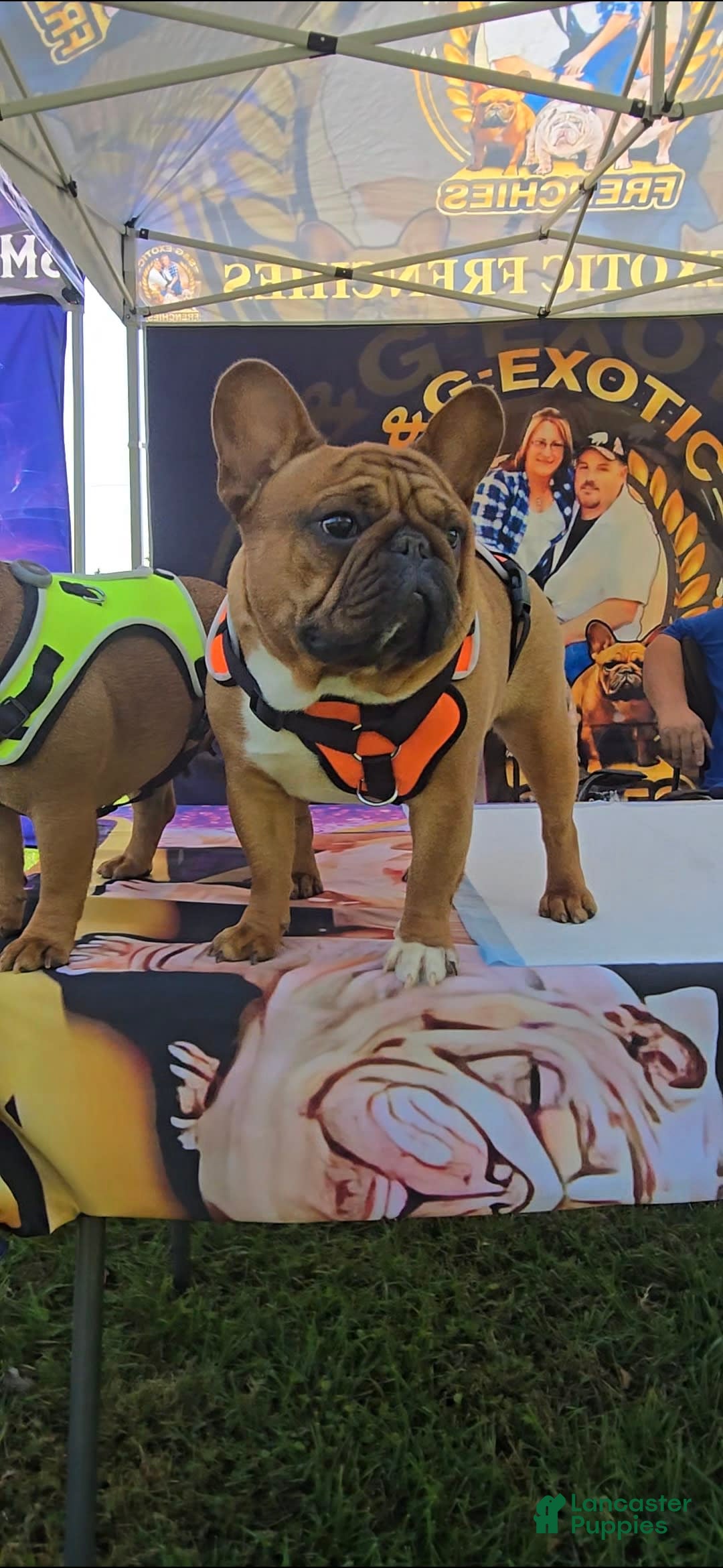 French Bulldog dogs for sale: Raider - Image 9