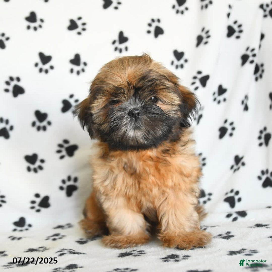 Shih Tzu dogs for sale: Leo - Image 10