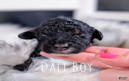 Mini Bernedoodle dogs for sale: Dali - Image 1