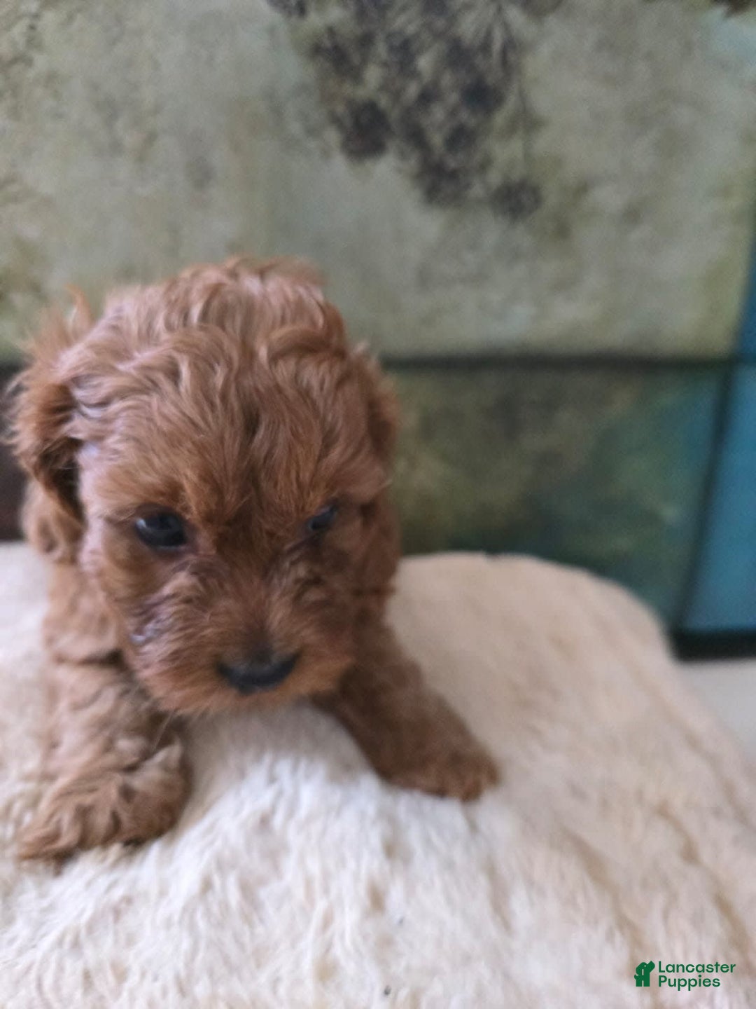 Cavapoo dogs for sale: Hulk - Image 1