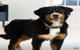 Bernese Mountain Dog dogs for sale: Kayle - Image 11