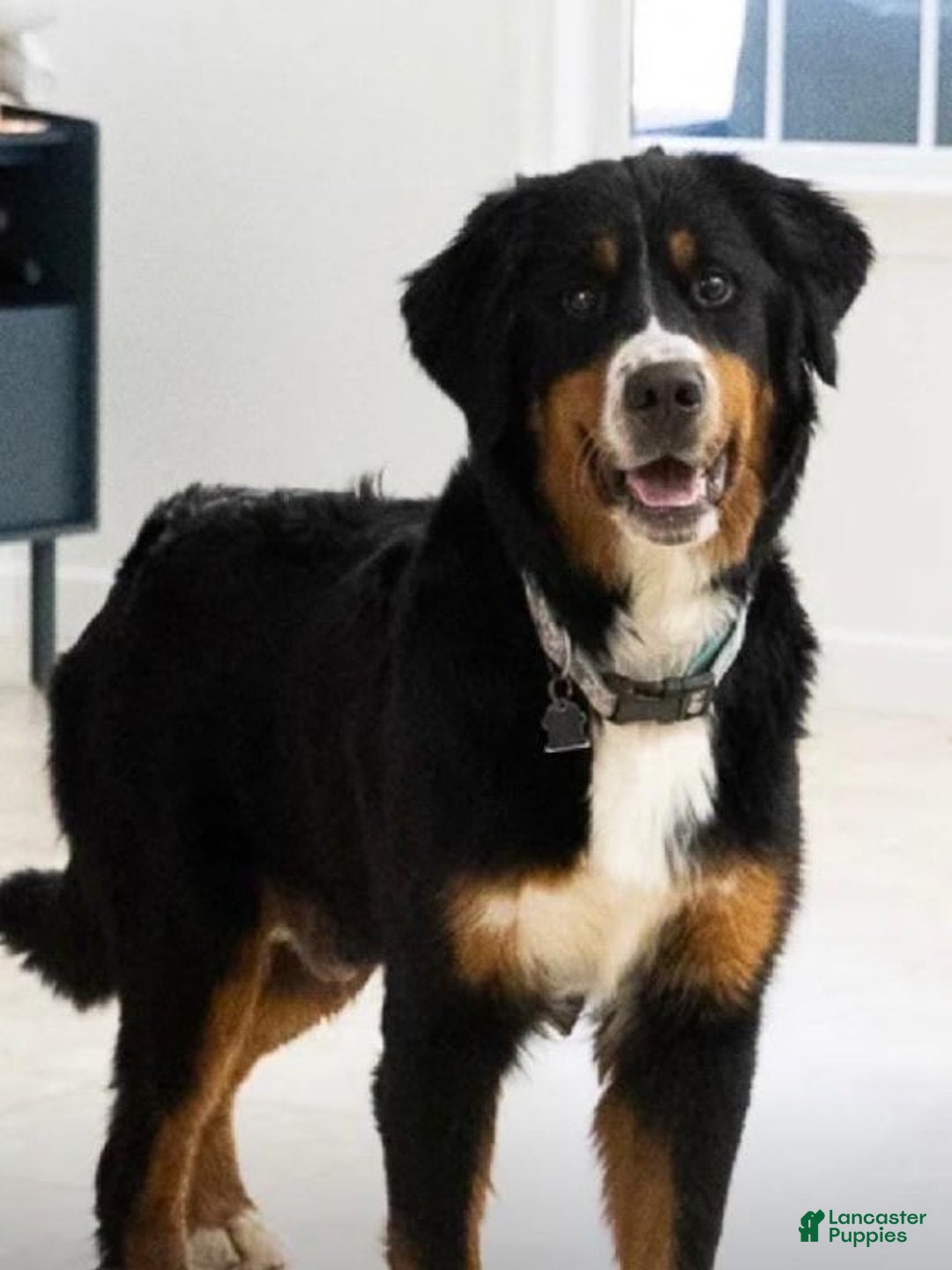 Bernese Mountain Dog dogs for sale: Kayle - Image 11