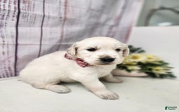 Golden Retriever dogs for sale: Lacy - Listing for pets: Lacy - Image 3